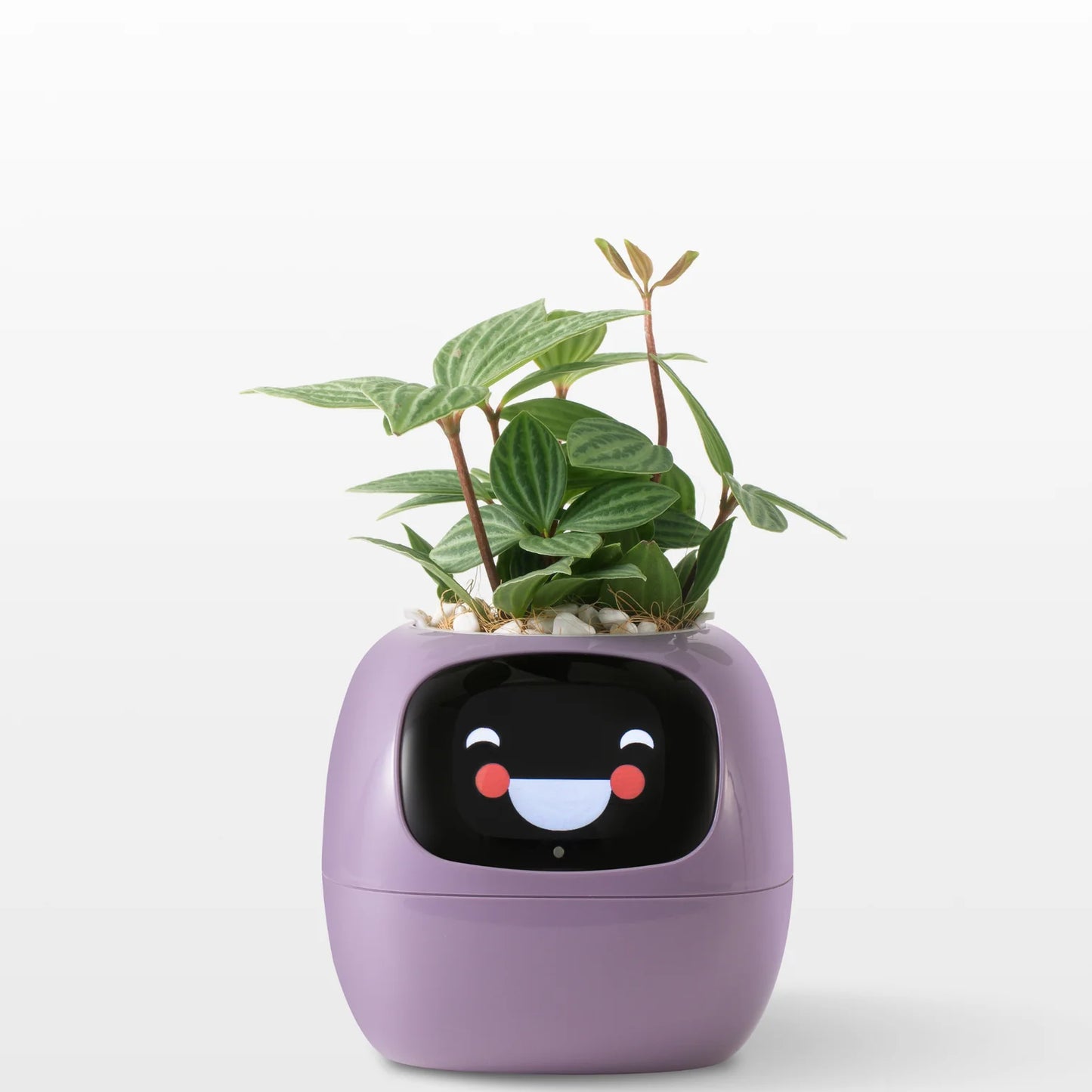 Mon Compagnon Branché - Ivy